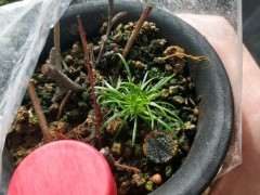 五针松下山桩什么温度 几天发芽 图片