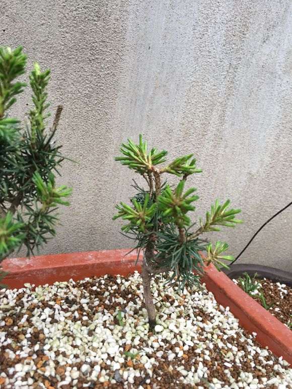 五针松下山桩泡水48小时 怎么发芽 图片