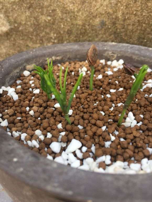 五针松下山桩泡水48小时 怎么发芽 图片