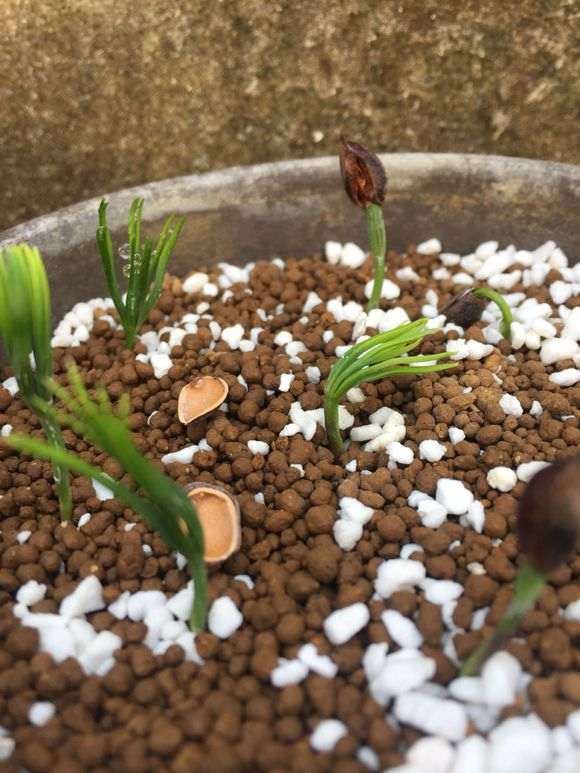 五针松下山桩泡水48小时 怎么发芽 图片