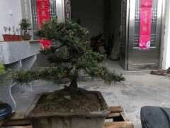 五针松下山桩 800元价格 贵吗 图片