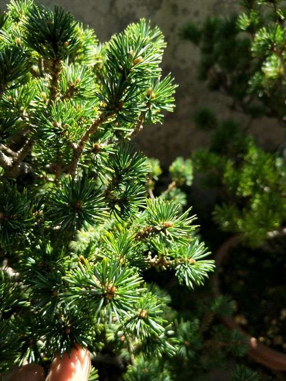 这是什么五针松下山桩 瑞祥吗 图片