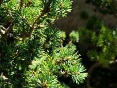 这是什么五针松下山桩 瑞祥吗 图片