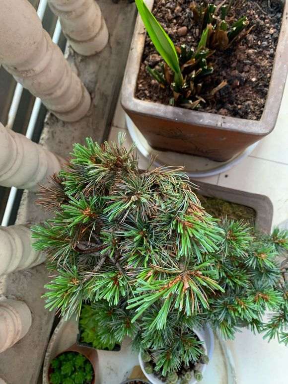 这是五针松下山桩要换叶子 还是缺水