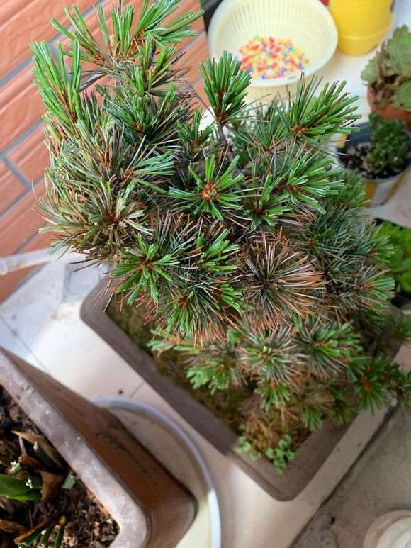 这是五针松下山桩要换叶子 还是缺水