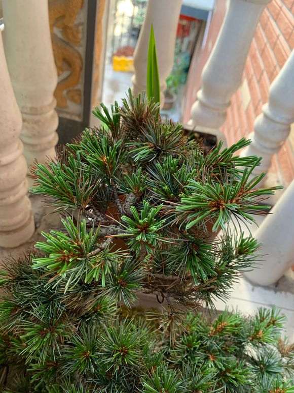 这是五针松下山桩要换叶子 还是缺水