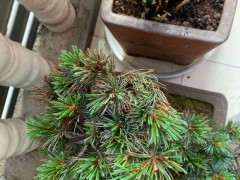 这是五针松下山桩要换叶子 还是缺水