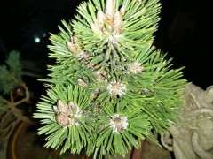 为什么五针松下山桩不好养 黑松随便养