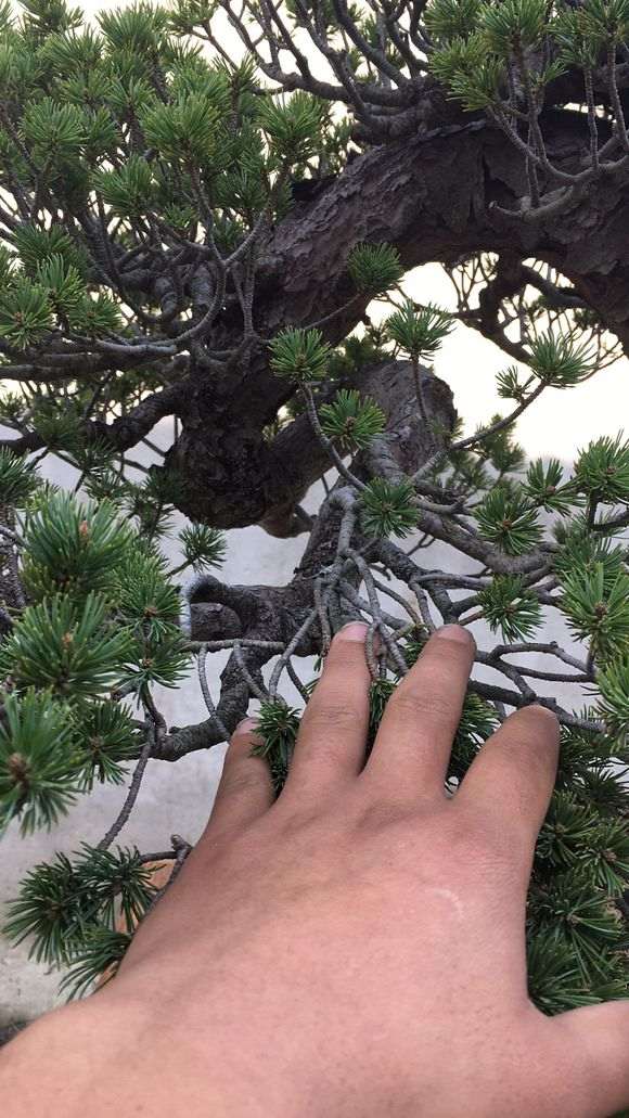 五针松下山桩怎么造型和养护的方法