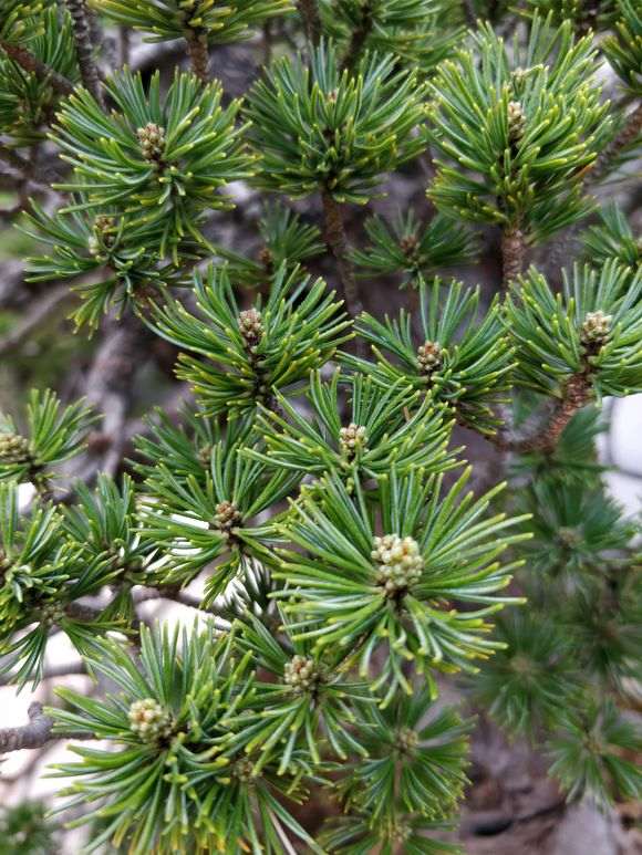 五针松下山桩怎么造型和养护的方法