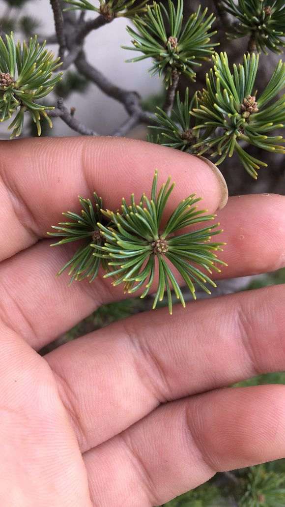 五针松下山桩怎么造型和养护的方法