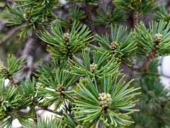 五针松下山桩怎么造型和养护的方法