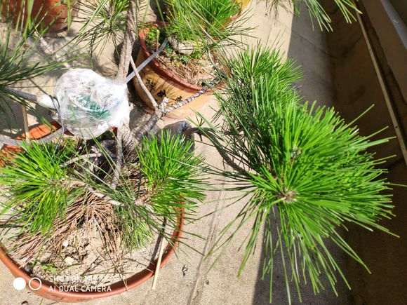 学会高压黑松下山桩 不用花钱买 图片