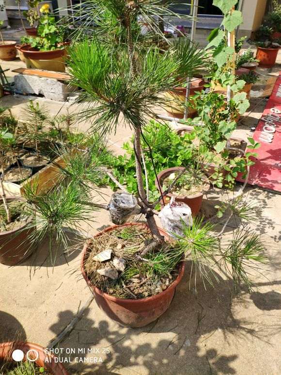 学会高压黑松下山桩 不用花钱买 图片