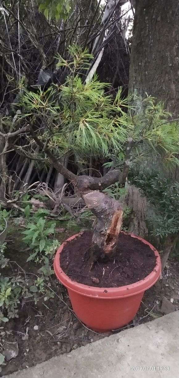 今天挖了两颗五针松下山桩 怎么样 图片