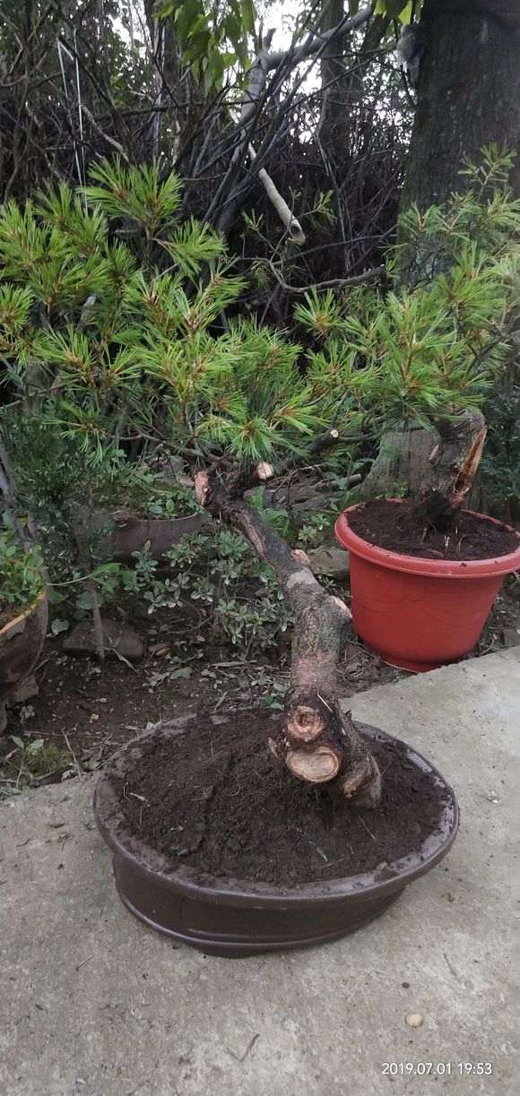 今天挖了两颗五针松下山桩 怎么样 图片