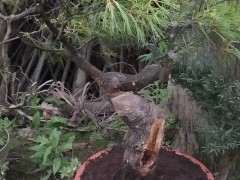 今天挖了两颗五针松下山桩 可以吗 图片