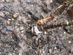 为什么宿迁货的五针松下山桩 非常差劲 图片