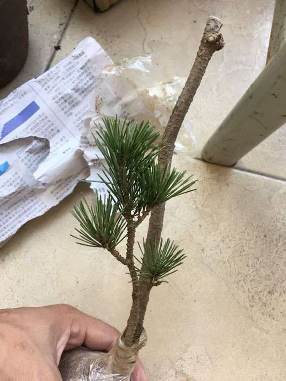 你疯了 宿迁的五针松下山桩 也敢玩 图片