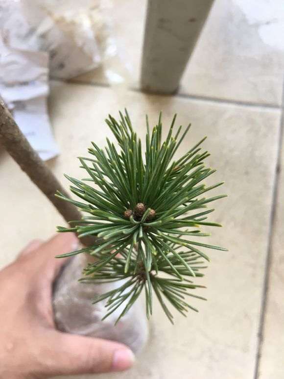 为什么五针松下山桩适合中品秀气的造型