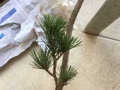 为什么五针松下山桩适合中品秀气的造型