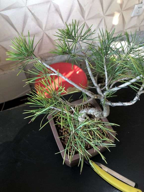 这是那须五针松下山桩吗 商家说的 图片