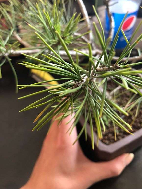 这是那须五针松下山桩吗 商家说的 图片