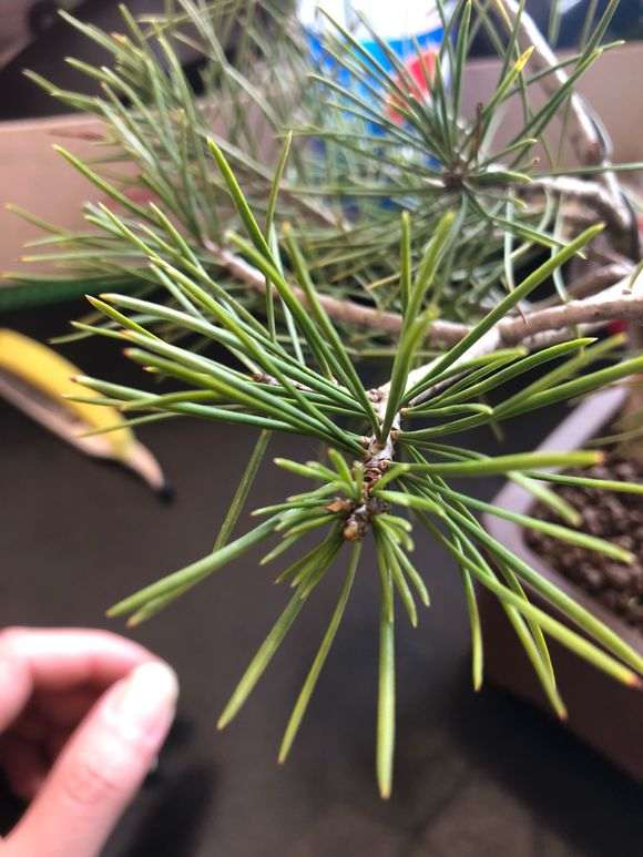 这是那须五针松下山桩吗 商家说的 图片