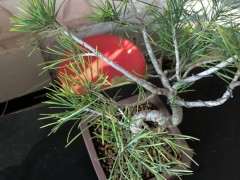 这是那须五针松下山桩吗 商家说的 图片