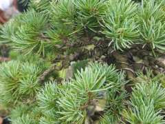 玉粧姬五针松下山桩特稀有贵品 图片