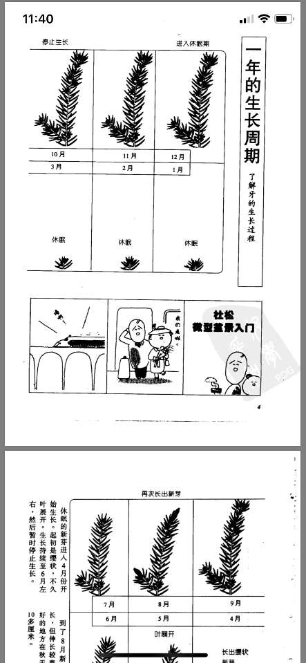 北京五针松下山桩什么时候开始冬眠 图片