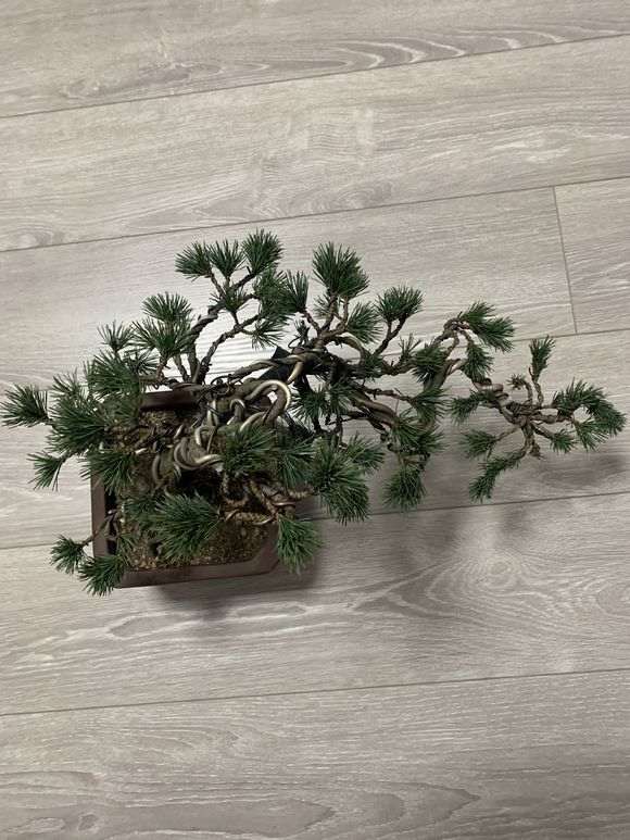 这是什么品种的五针松下山桩 图片