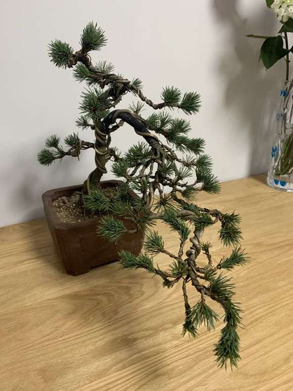 这是什么品种的五针松下山桩 图片