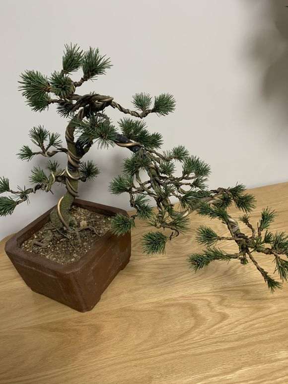 这是什么品种的五针松下山桩 图片