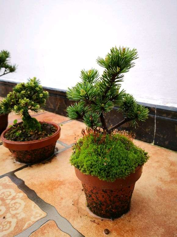 五针松下山桩怎么控水控针的方法 图片