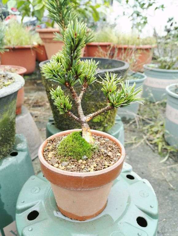 五针松下山桩怎么控水控针的方法 图片