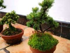 五针松下山桩怎么控水控针的方法 图片