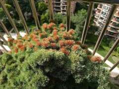 为什么大阪松下山桩在夏季要适当遮阳