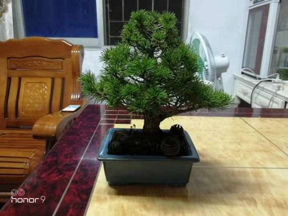 那须五针松下山桩 3000元价格 贵吗 图片