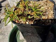 五针松下山桩长成鬼样 怎么办 图片