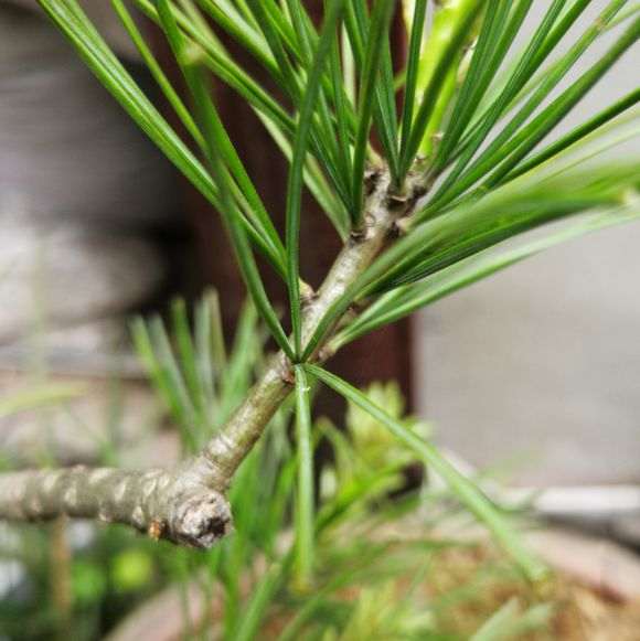 五针松下山桩品种 叶长十二公分左右