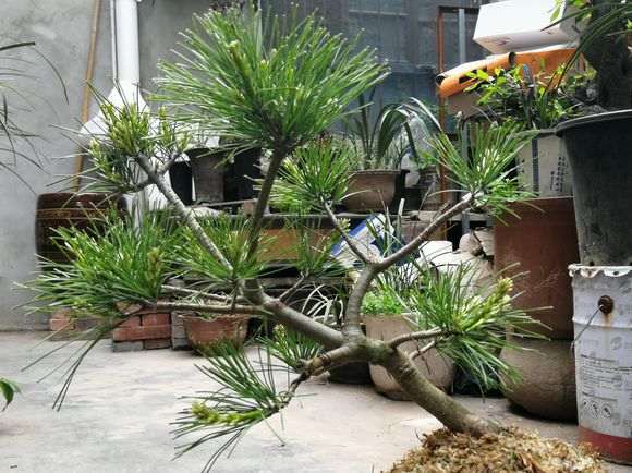 五针松下山桩品种 叶长十二公分左右