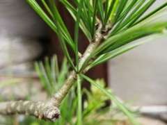 五针松下山桩品种 叶长十二公分左右