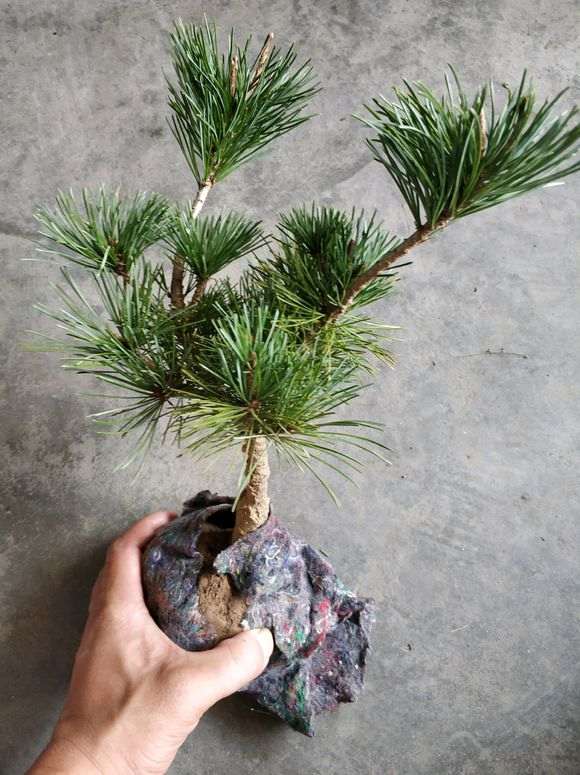 看看到底是什么品种五针松下山桩 图片