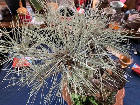 为何不把五针松下山桩放室外 图片