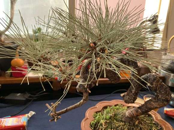 为何不把五针松下山桩放室外 图片