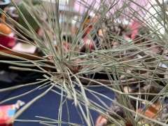 为何不把五针松下山桩放室外 图片