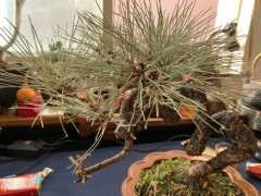 在日本怎么购买五针松下山桩 图片