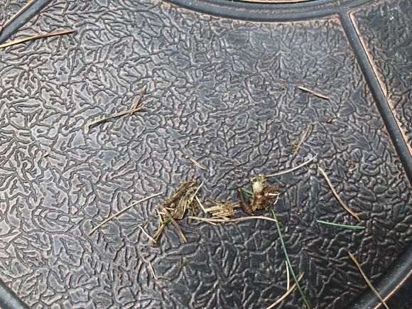 五针松下山桩长虫了 怎么办 图片