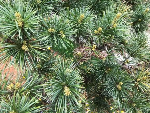 五针松下山桩长虫了 怎么办 图片